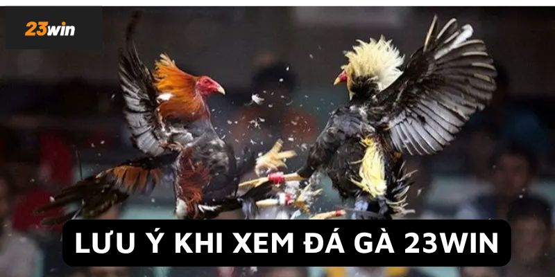 Lưu ý ghi nhớ khi xem đá gà 23Win