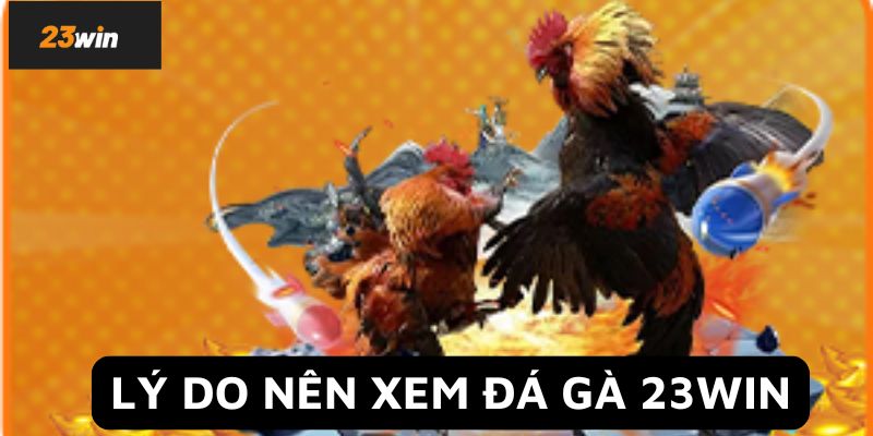 Lý do nên xem đá gà 23Win