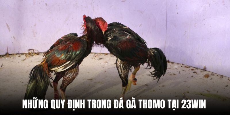 Những quy định trong đá gà Thomo tại 23Win